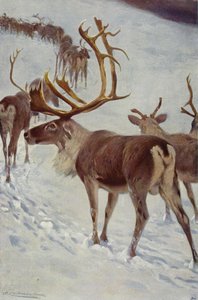 Renne scandinave - after Wilhelm Kuhnert