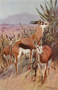 Springbok - after Wilhelm Kuhnert