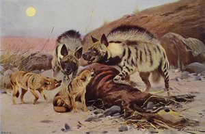Hyène rayée et chacal - after Wilhelm Kuhnert
