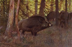 Sanglier