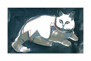 Chat blanc artistique - cartissi