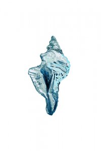 Coquillage bleu