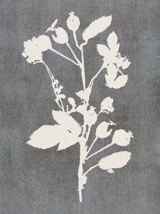 Silhouette de rose botanique - cartissi