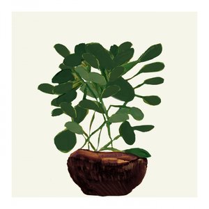 Plante verte en pot
