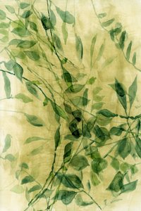 Feuilles vertes à l