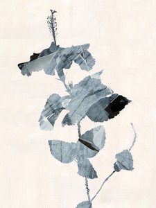 Fleur d
