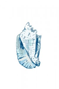 Conque bleu océan