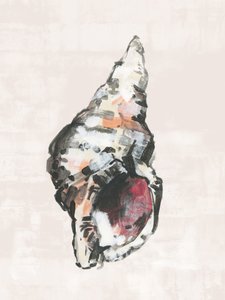 Coquillage peint de la côte - cartissi