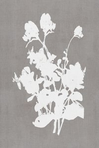 Silhouette florale blanche