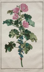 Recueil de vingt-quatre plantes et fleurs : Mauve