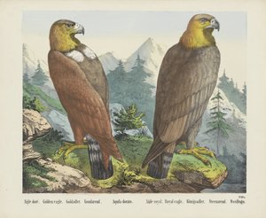 Aigle doré - firma Joseph Scholz