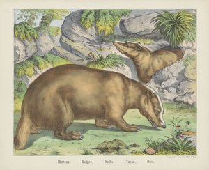 Blaireau. / Dachs. / Tasso. / Das (titre sur l