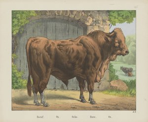 Boeuf - firma Joseph Scholz