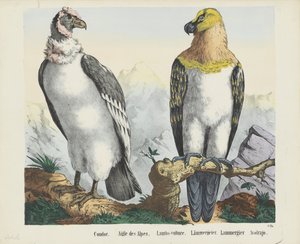 Condor. / Aigle des Alpes. / Vautour des agneaux. / Lammergeier. / Lammergier / Avolrajo