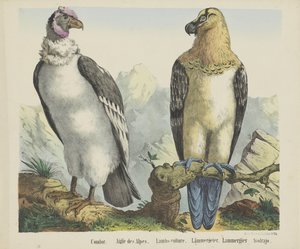 Condor / Aigle des Alpes / Vautour des agneaux / Lämmergeier / Lammergier / Avolrajo