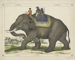 De olivant / gebruikd voor de olivantejagd - firma Joseph Scholz