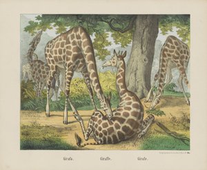 Girafe