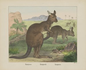 Kangourou