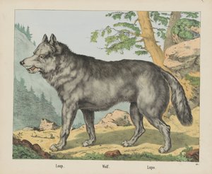 Loup - firma Joseph Scholz