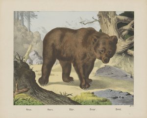 Ours - firma Joseph Scholz