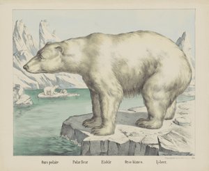 Ours polaire