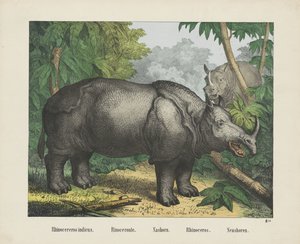 Rhinocéros indien - firma Joseph Scholz