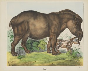 Tapir - firma Joseph Scholz