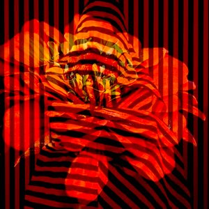 Collage de fleurs, 2017 (photographie)