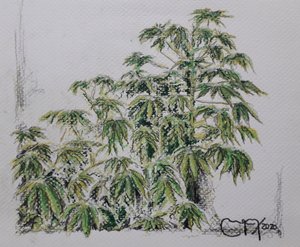 Plante de manioc