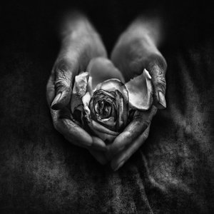 Une rose fanée entre des mains âgées