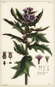 Jusquiame noire, Hyoscyamus niger Linn - the Younger Dupin