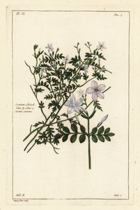 Jasmin commun, Jasminum officinale, Linn - the Younger Dupin