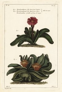 Plante corne d