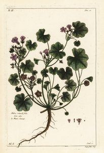 Mauve à feuilles rondes, Malva pusilla - the Younger Dupin