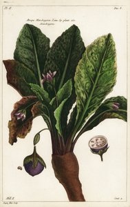 Mandragore, Mandragora officinarum - the Younger Dupin