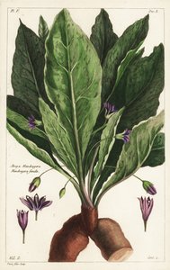 Mandragore femelle, Mandragora officinarum, Atropa mandragora