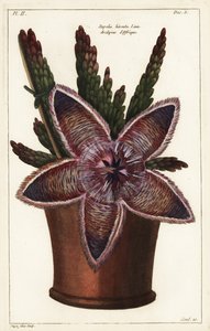 Fleur d