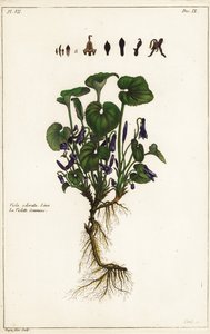 Violette odorante, Viola odorata, Linn - the Younger Dupin