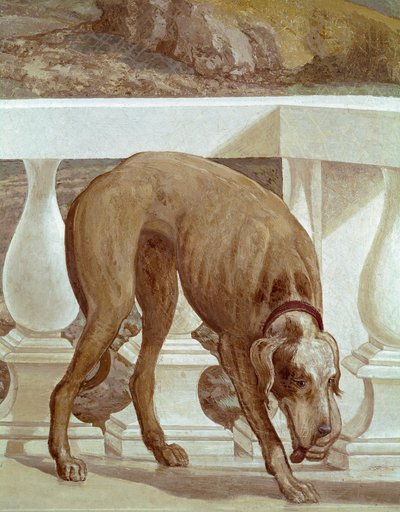 Chien sur un balcon (détail) - Veronese