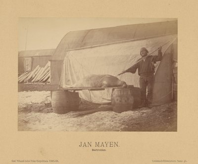 Jan Mayen, Bartrobbe - (Linienschiffs Lieutenant) Richard Basso