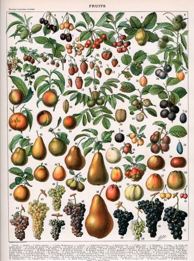 Illustration de Variétés de Fruits, vers 1905-10 (lithographie en couleur) - (after) Alillot