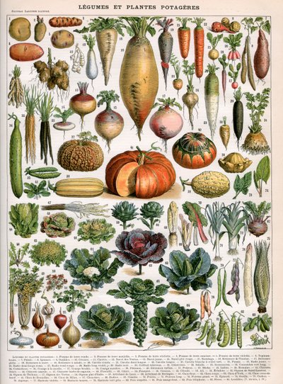 Illustration de variétés de légumes, vers 1905-10 - (after) Alillot