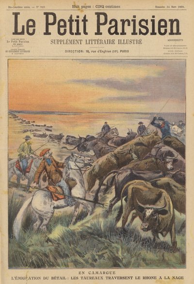 Migration de bétail en Camargue : un troupeau de taureaux traversant le Rhône à la nage - (after) Carrey