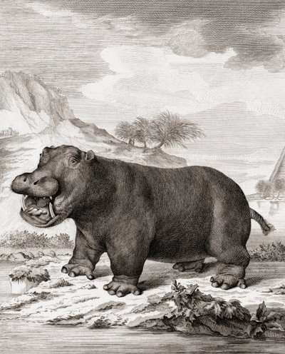 Un hippopotame (Hippopotamus amphibius) - (after) Dutch School