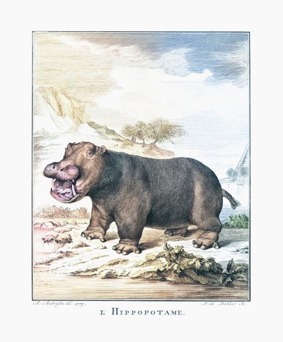 Un hippopotame (Hippopotamus amphibius) - (after) Dutch School