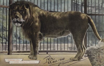 Lion africain, jardins zoologiques de Londres - (after) English photographer