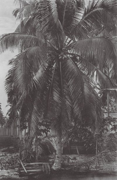 Singapour : Cocotier - (after) English photographer