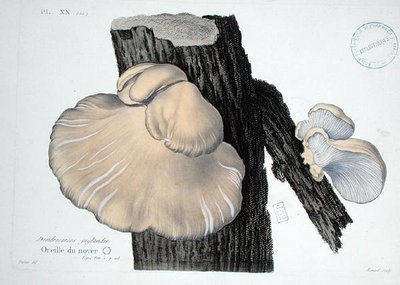 Dendrosarcos juglandis, planche 20 de 