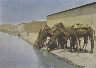 Chameaux au bord du Fleuve - (after) French Photographer
