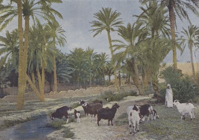 Oasis en Algérie - (after) French Photographer